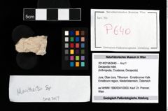 Foto (Objekt + Etikett) von Decapoda indet.  (NHMW-GEO-2014-0194-0640)